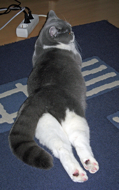 救赎之战,欧冠之夜与东契奇的隔空响应