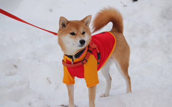 重现北欧冰雪风暴，曼联用挪威式冷静一波带走意甲焦点战