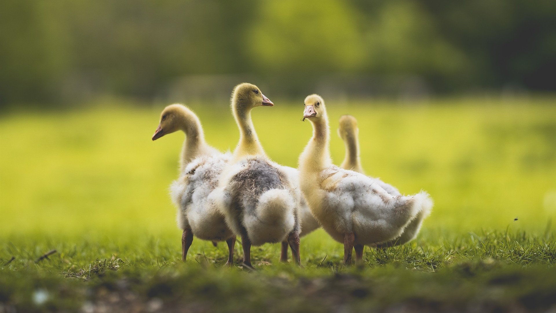 数据乌龙！拉文空降爵士独行侠大战，赛后评分竟拉满