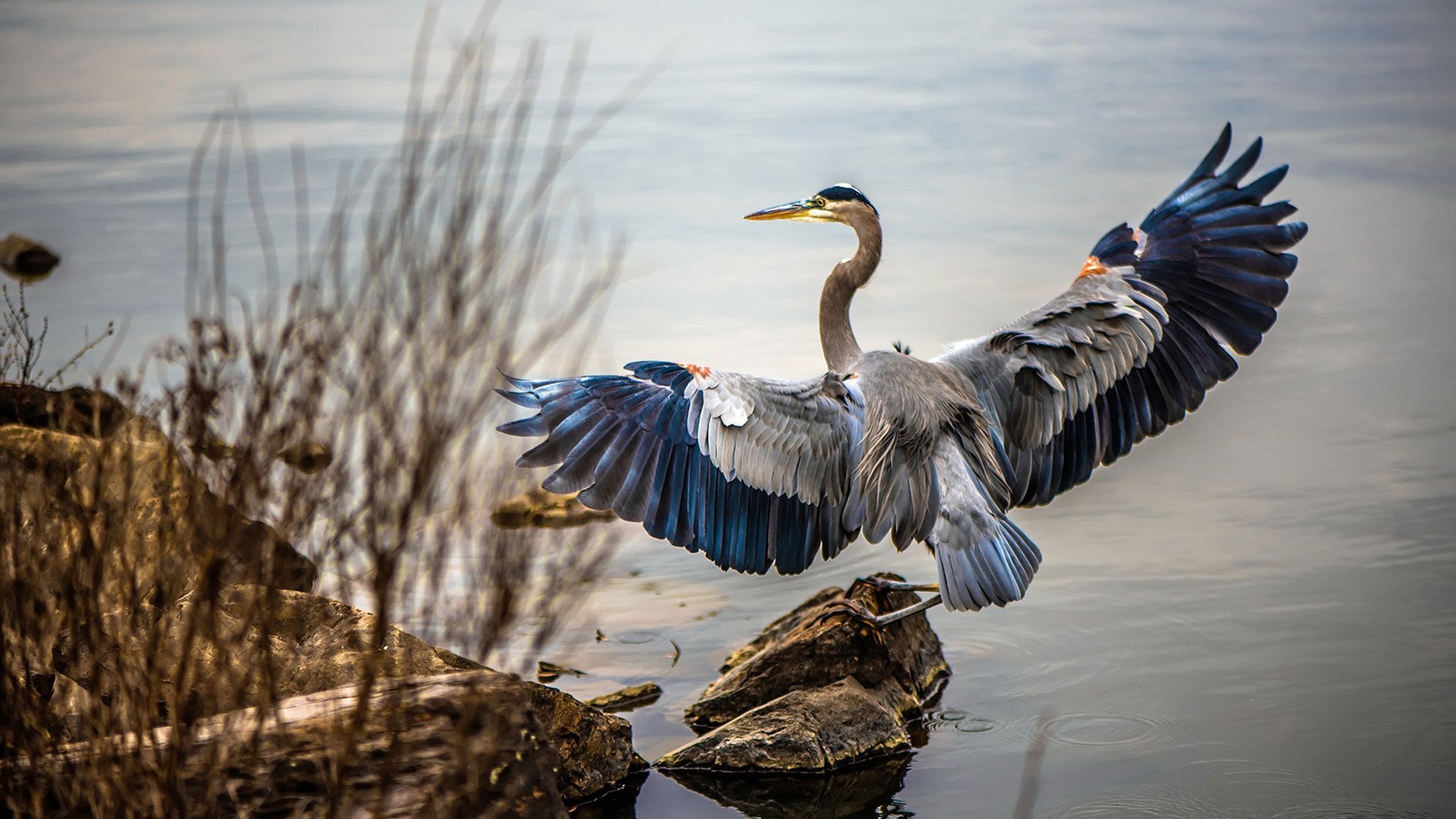 欧冠淘汰赛之夜，当迪巴拉的左脚画出彩虹，亚平宁为之屏息