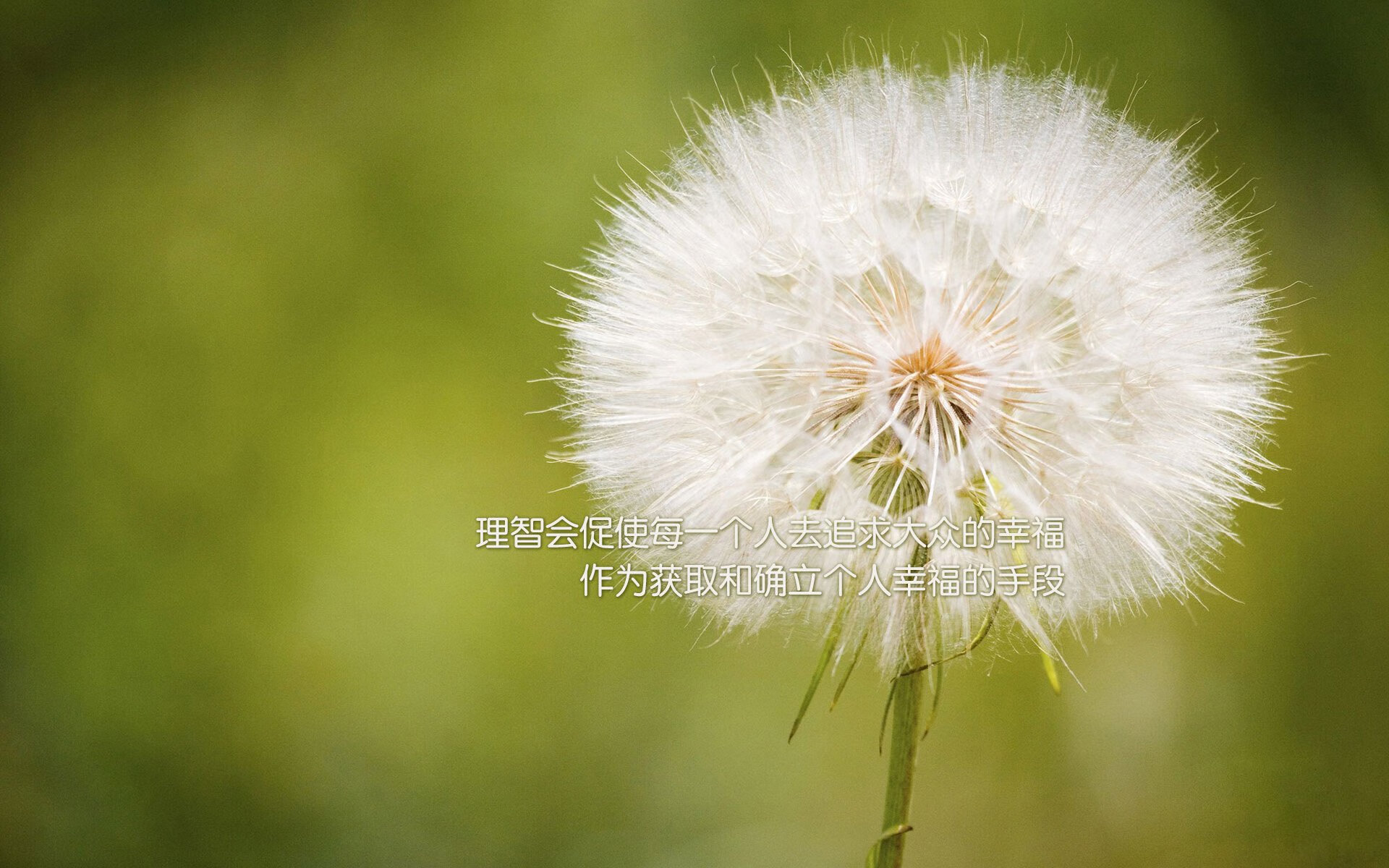 唯一之战，范弗利特狂飙，尼克斯力克深圳队夺冠