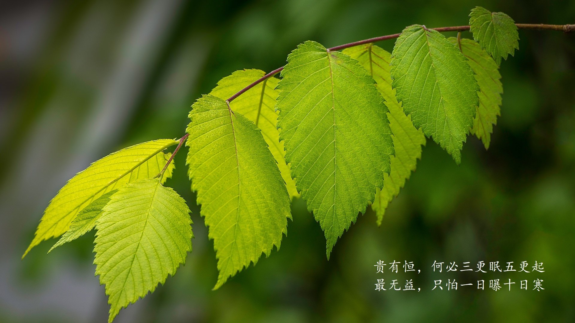 橙色的风暴与引擎的逆袭，当体育奇迹在草皮与街道同时上演
