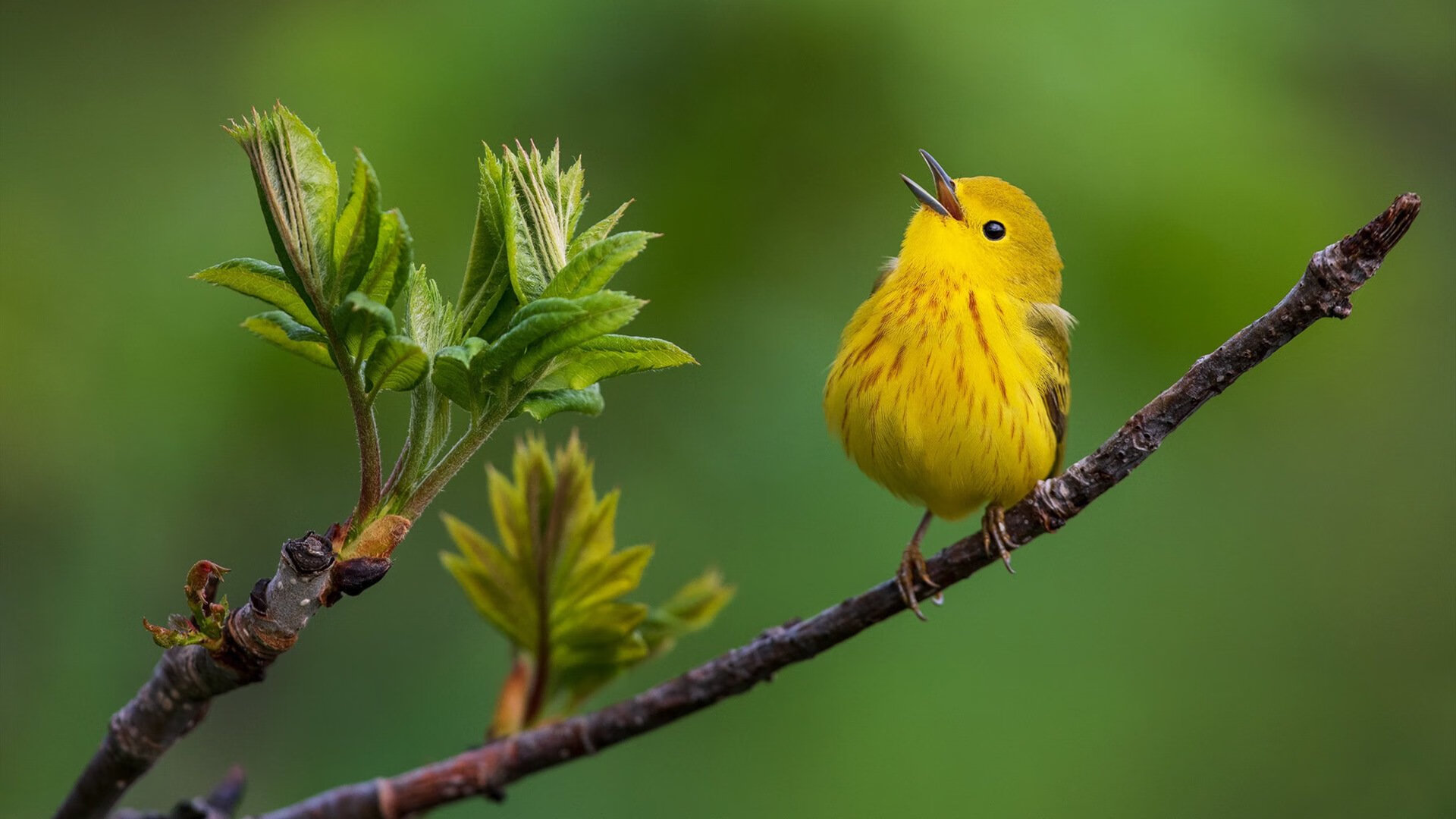 夜幕为幕布,舞步作笔锋,维尼修斯在排名争夺战中的节奏独舞