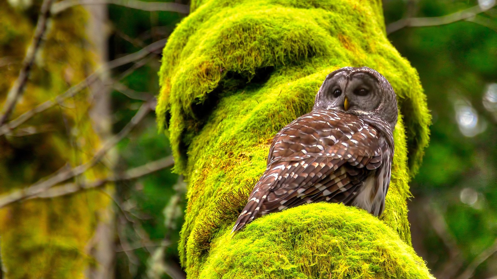 分水岭之夜,秘鲁力克玻利维亚,阿尔瓦雷斯在焦点战中完成蜕变