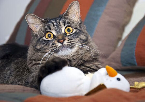 西北双城记,福克斯独舞之夜,快船冰冷复仇森林狼