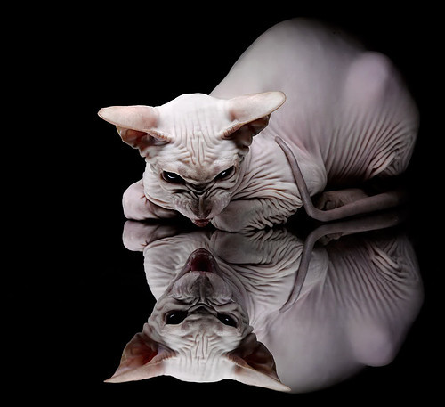 足坛猎鹰，凯塞多如何在大赛的天空越飞越高—莱比锡红牛对阵曼城的试炼场