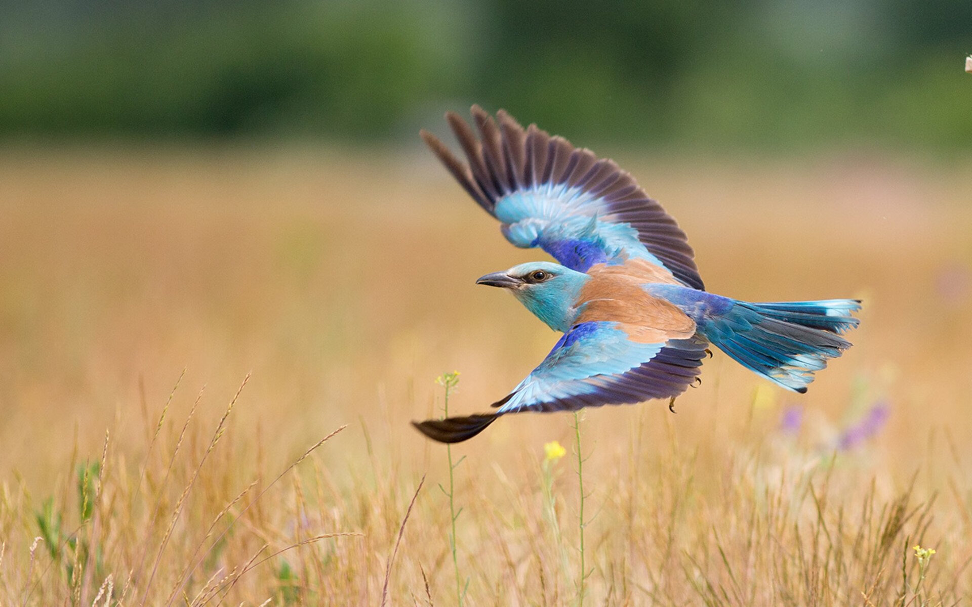 伦敦的穆勒幽灵,一个不属于英超的名字,如何定义争冠之夜?
