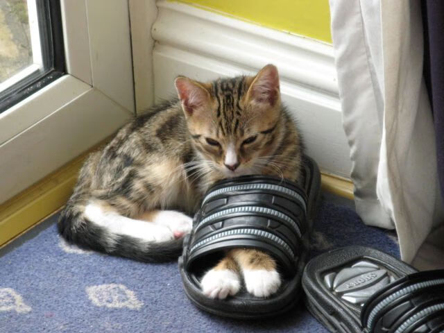 时空裂缝中的巨盾,当武切维奇出现在森林狼与掘金的战场