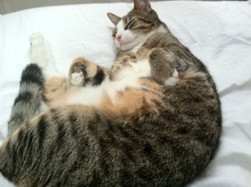 最后一舞的钟声,当库里用三分球撞响奥运之门