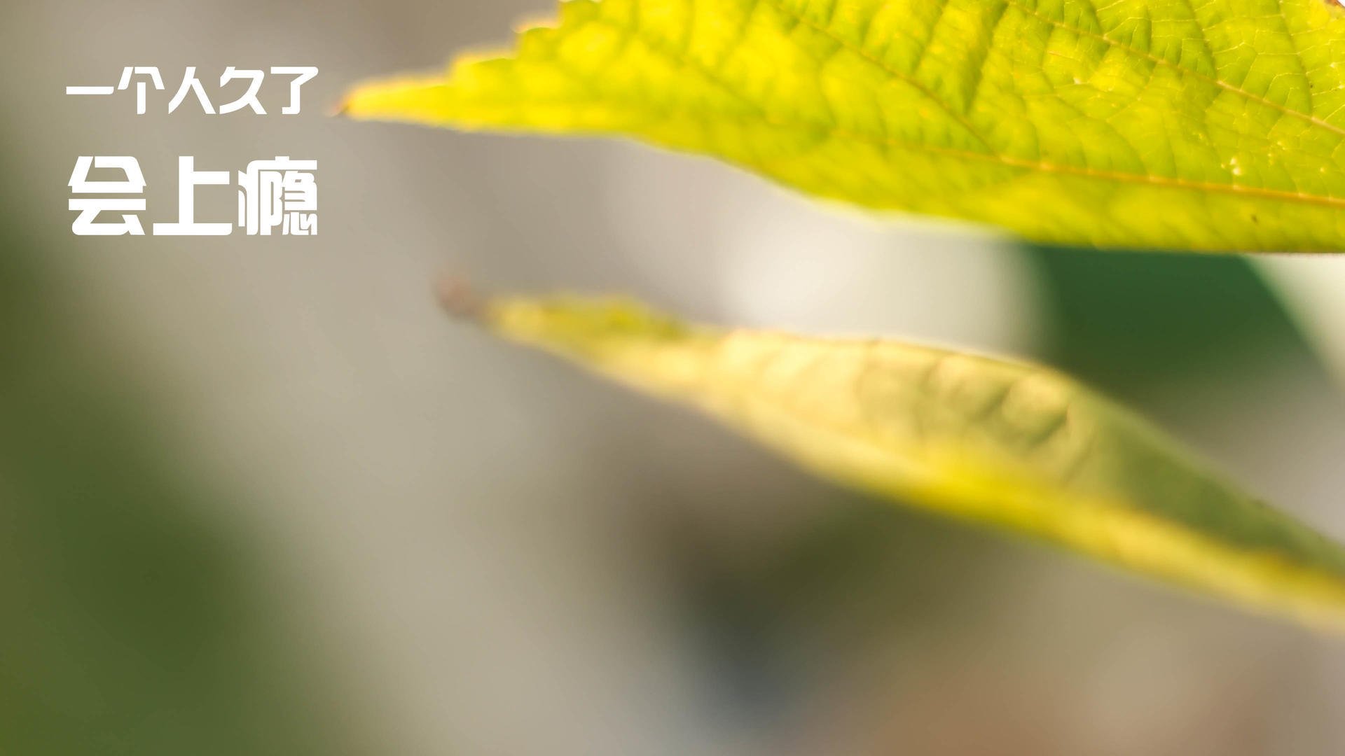 雪国铁骑 vs 星月军团,欧冠淘汰赛历史迷雾中唯一存在的芬土之战