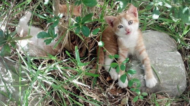 马刺对公牛,塔图姆于时间褶皱中执笔