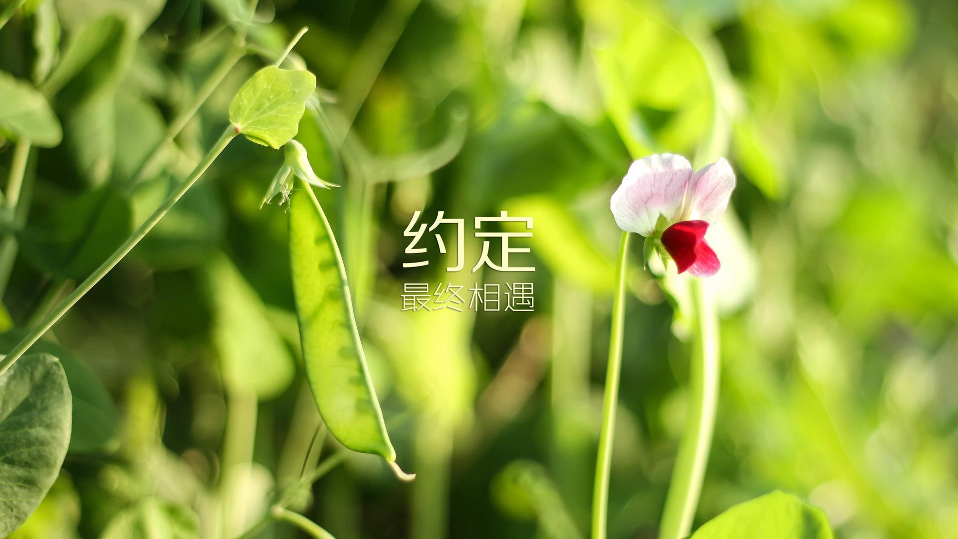 保加利亚的闪电风暴,那场令世界瞠目的碾压之战